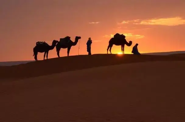 преход с камили