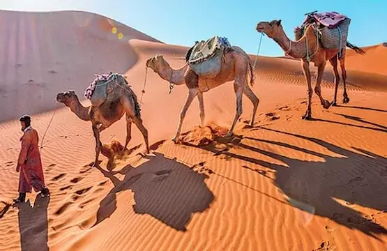 Tour de camelos em Marrocos