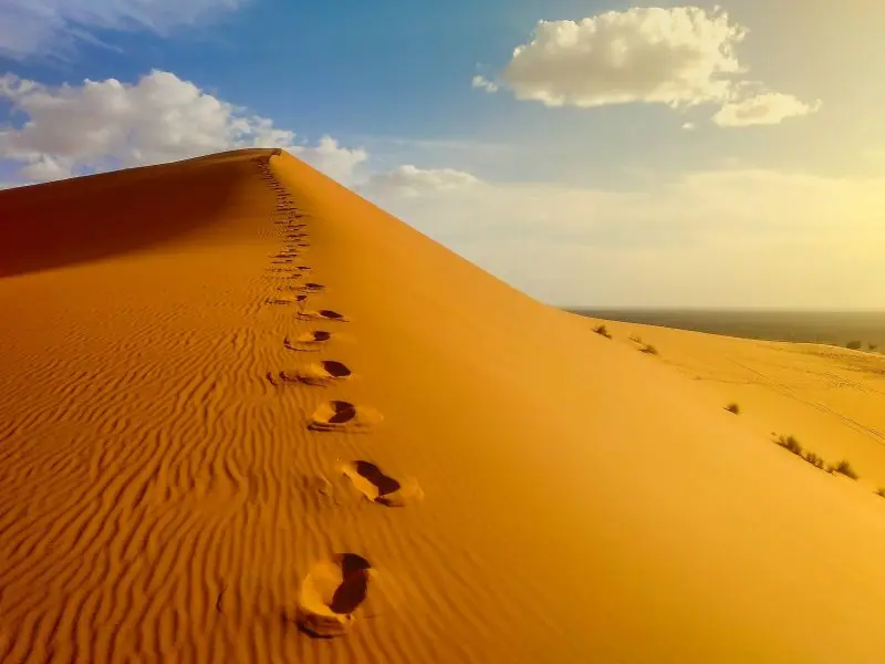 Merzouga Oasis